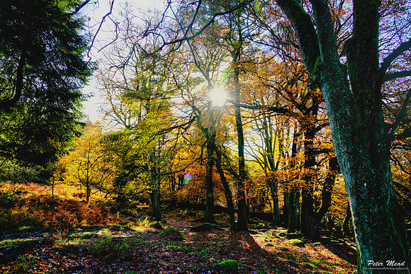 Autumn in Padley Gorge