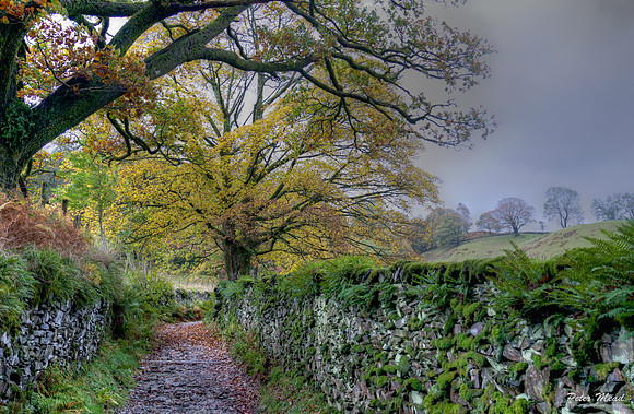 Path to Tarn Hows